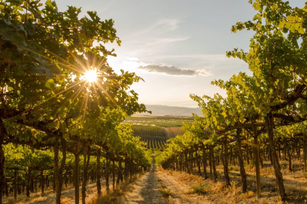 A Close up view of a Vineyard on a hill at sunset